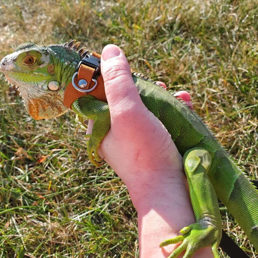 Georgina, a ADOPTABLE Iguana in FRANKTON, IN image 3/3