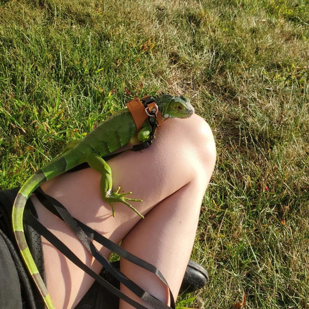 Georgina, a ADOPTABLE Iguana in FRANKTON, IN image 2/3
