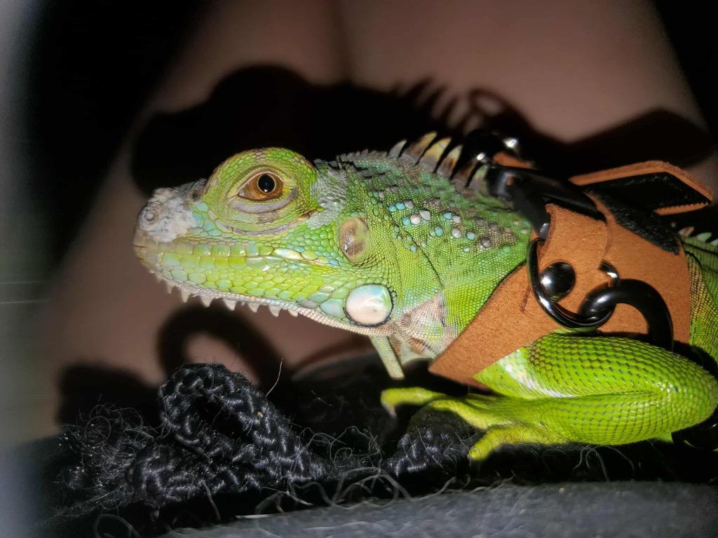 Georgina, ADOPTABLE, Young Female Iguana.