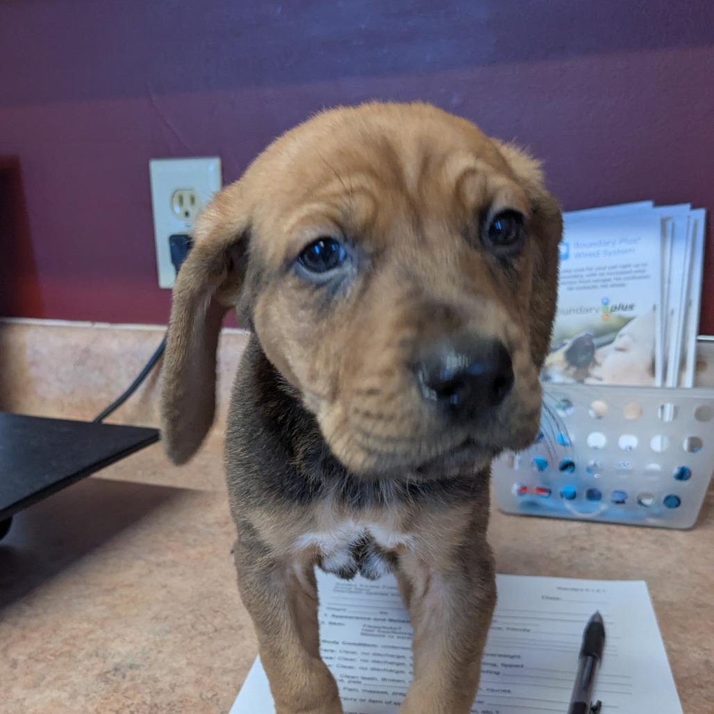 Enlarge Bubba, a Adoptable Mixed Breed in Huntsville, AR image 1/2
