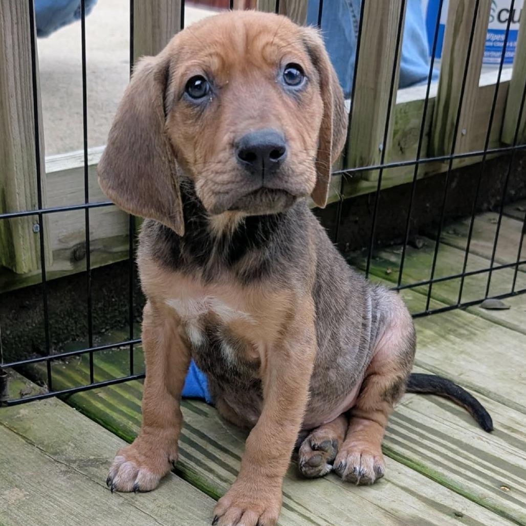 Enlarge Bubba, a Adoptable Mixed Breed in Huntsville, AR image 2/2