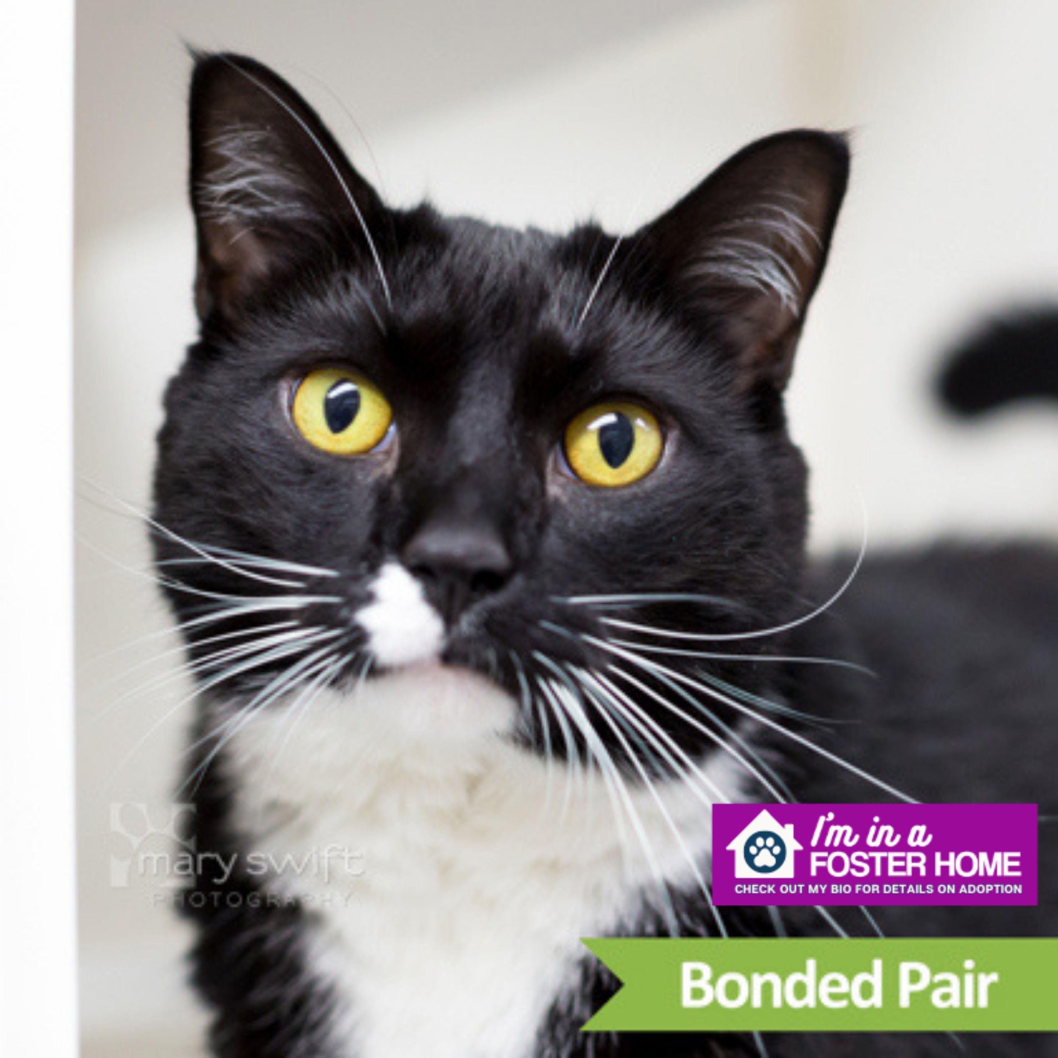 Enlarge Walker (bonded with Roxie), a ADOPTABLE Domestic Short Hair in Reisterstown, MD image 1/1