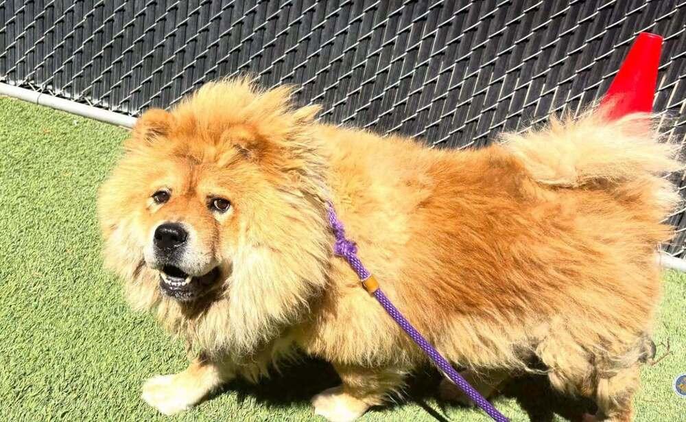 Enlarge Mufasa, a Adoptable mixed breed in Pacifica, CA image 1/4