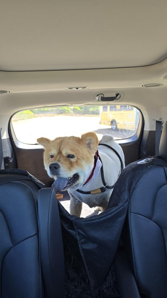 Enlarge Mufasa, a Adoptable mixed breed in Pacifica, CA image 2/4