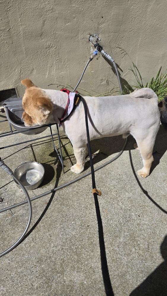 Enlarge Mufasa, a Adoptable mixed breed in Pacifica, CA image 3/4