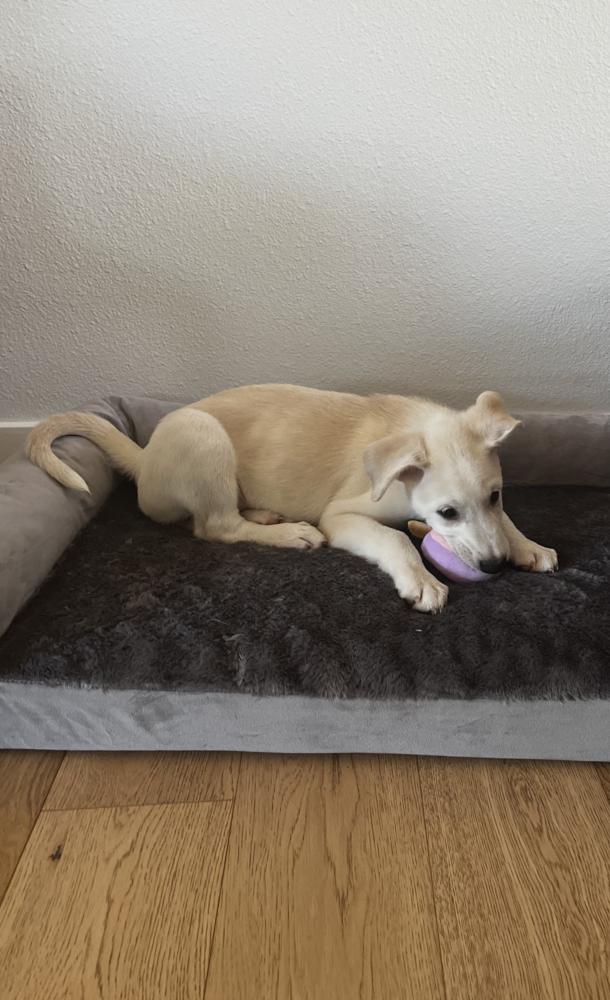 Desimone / Beth, a Adopted mixed breed in Broomfield, CO image 1/5