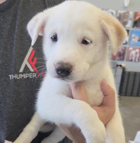 Desimone / Beth, a Adopted mixed breed in Broomfield, CO image 2/5