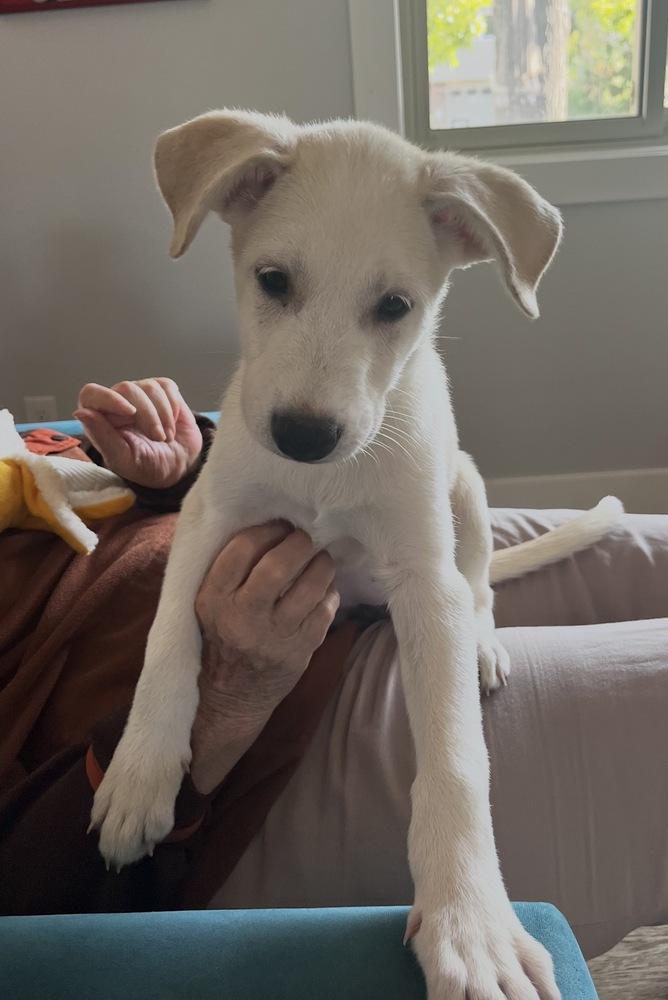 Desimone / Beth, a Adopted mixed breed in Broomfield, CO image 5/5