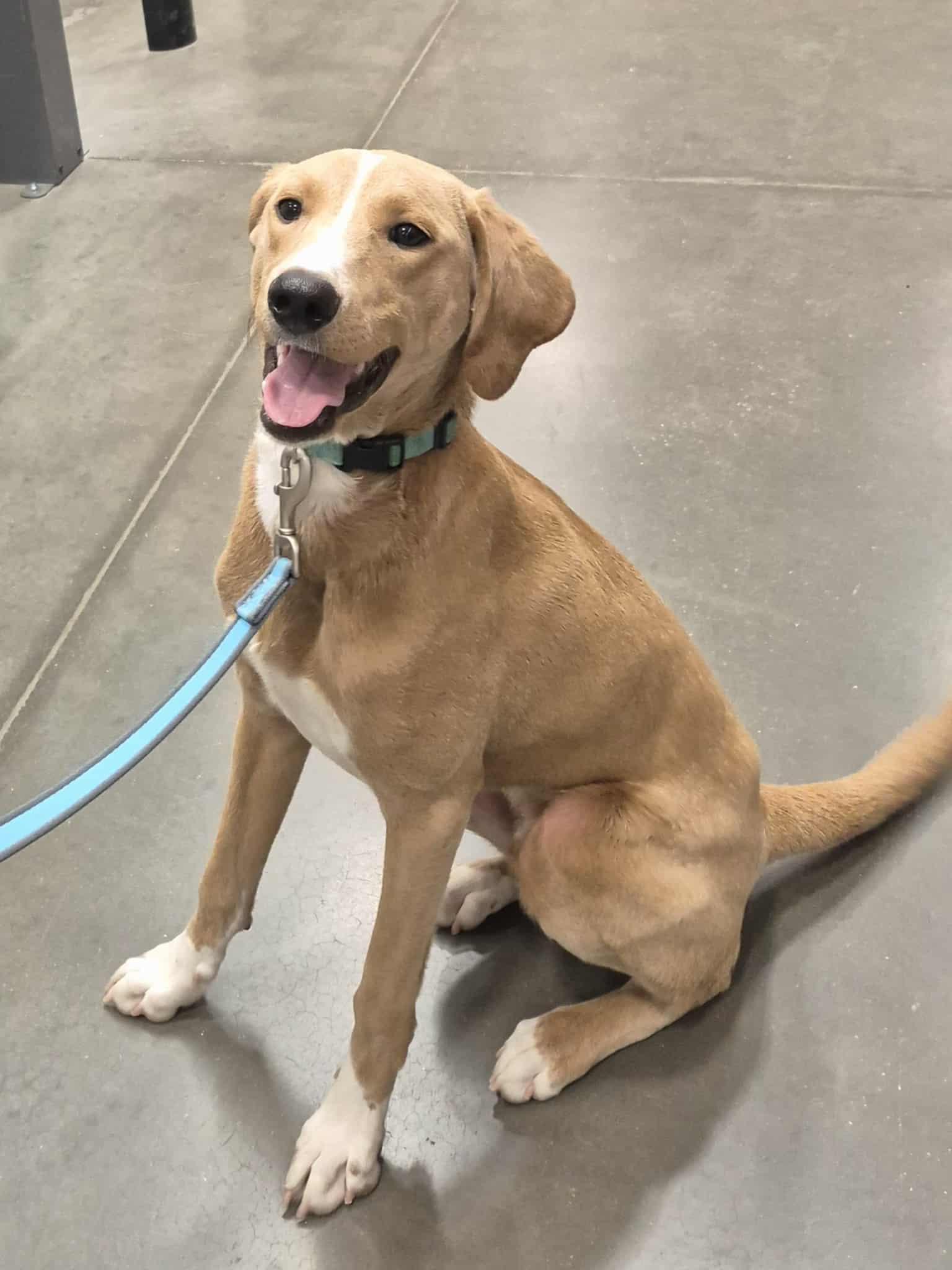 Jake, Adoptable, Young Male Treeing Walker Coonhound & Border Collie.