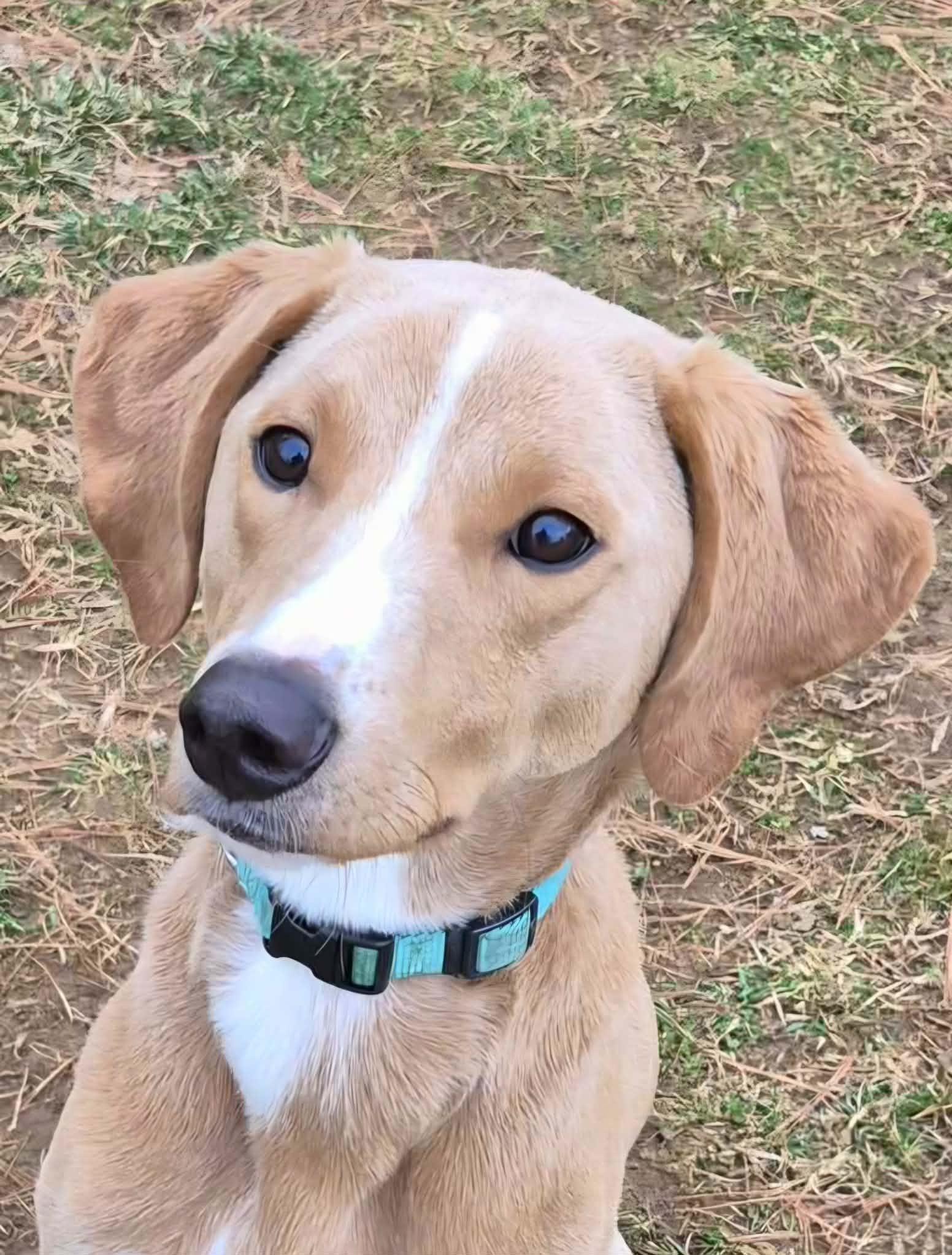 Enlarge Jake, a Adoptable mixed breed in Campbellsville, KY image 3/4