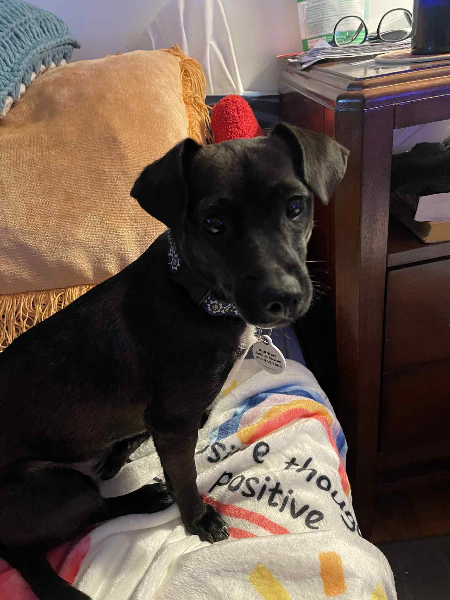 Camila, ADOPTABLE, Adult Female Chihuahua.