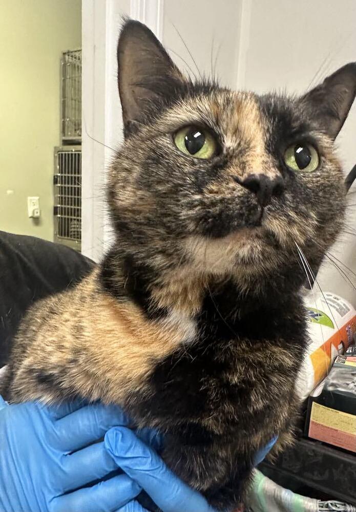 Marge — thumbnail 3