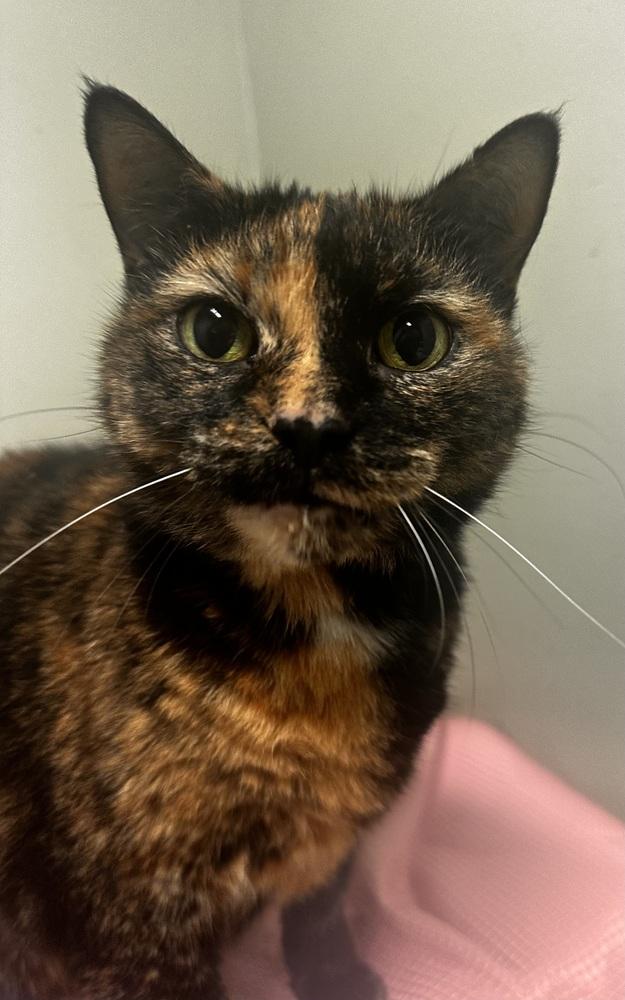 Marge — thumbnail 5