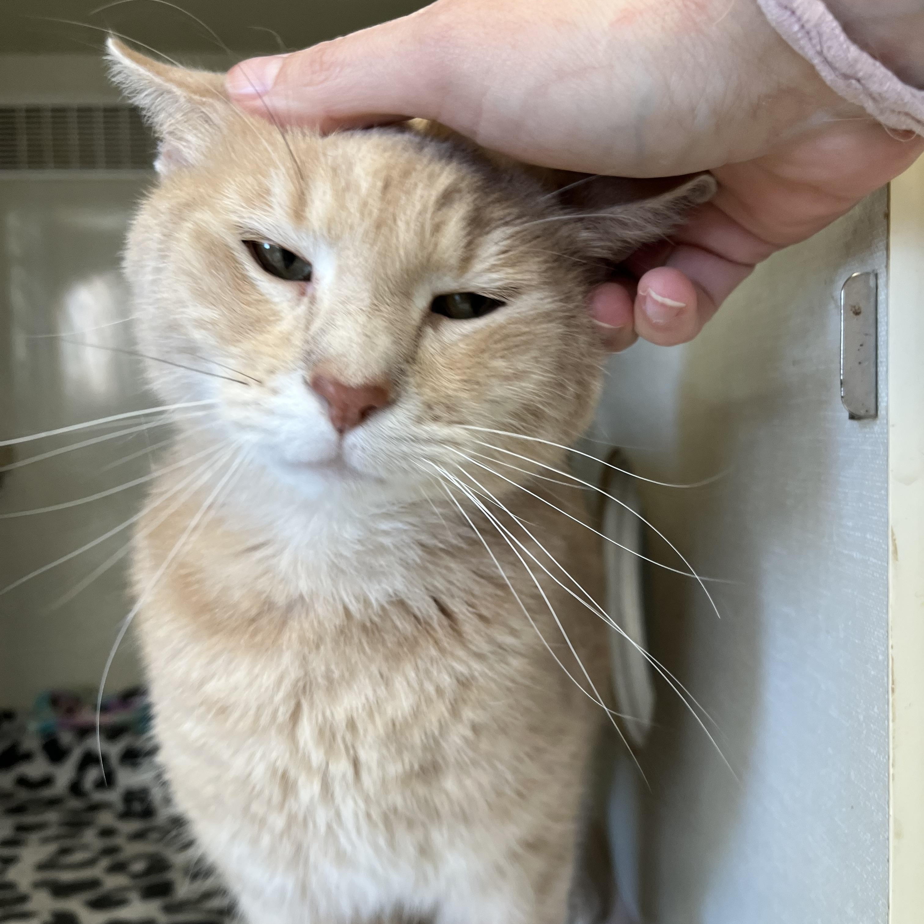 Sandy (male), an adopted Domestic Short Hair in Moline, IL image 5/6