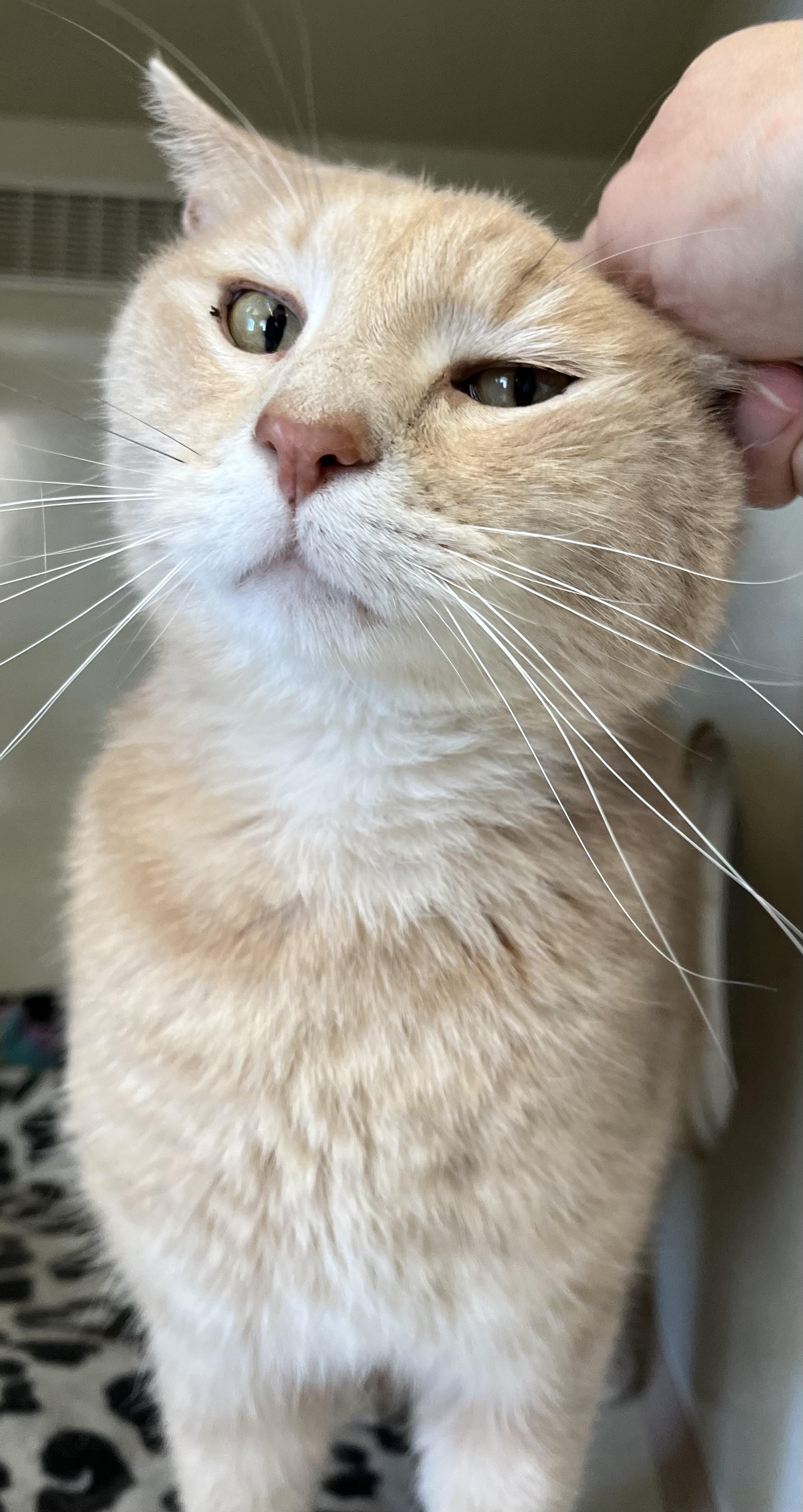 Sandy (male), an adopted Domestic Short Hair in Moline, IL image 4/6