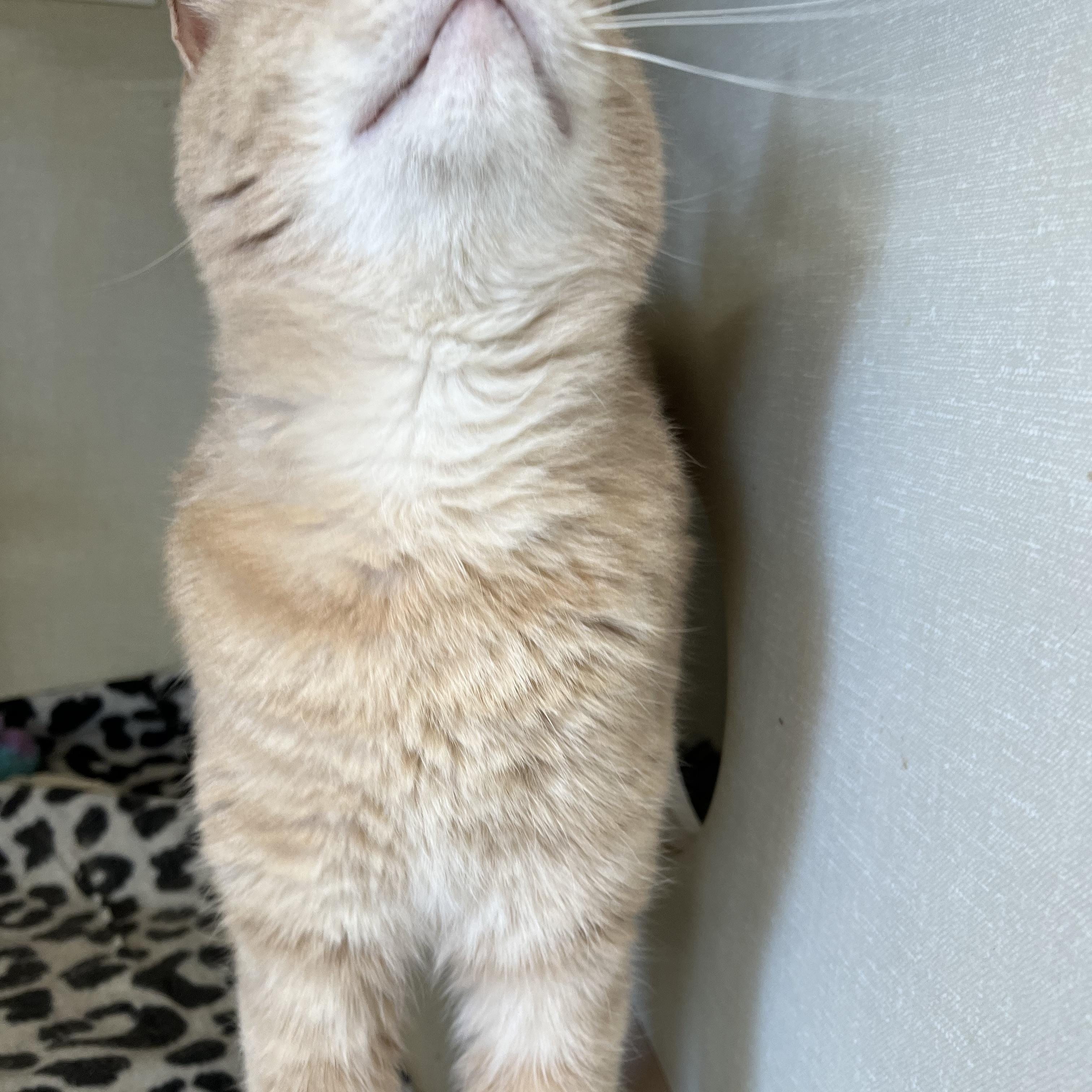 Sandy (male), an adopted Domestic Short Hair in Moline, IL image 6/6