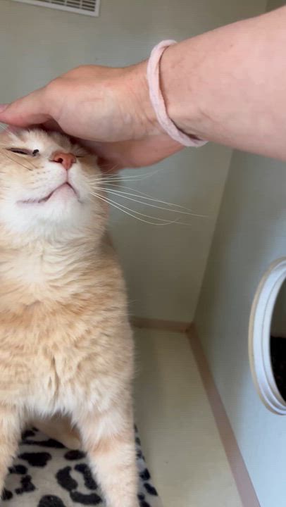 Enlarge Sandy (male), an adopted Domestic Short Hair in Moline, IL video 3/6