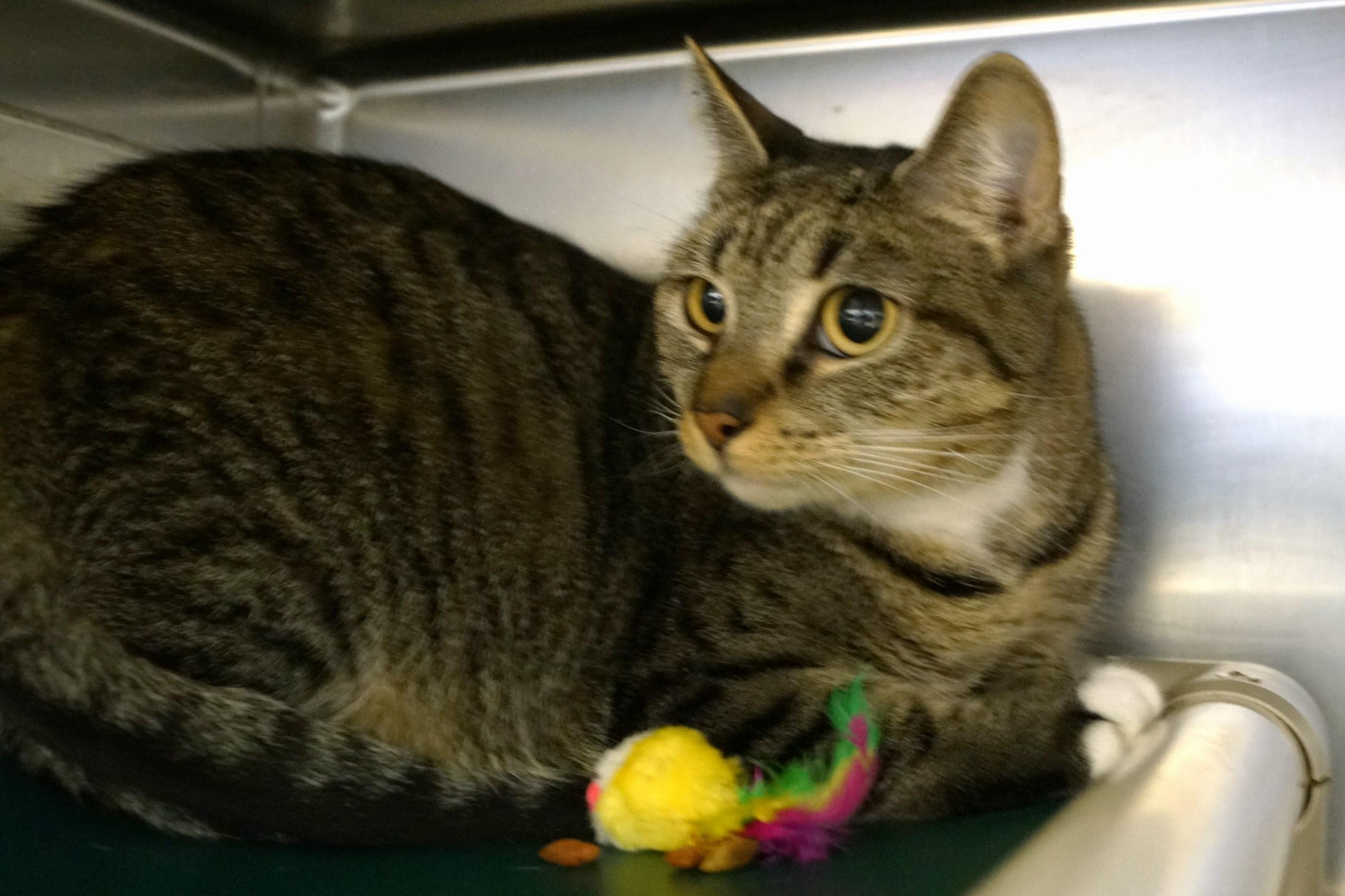 Savannah thumbnail 2