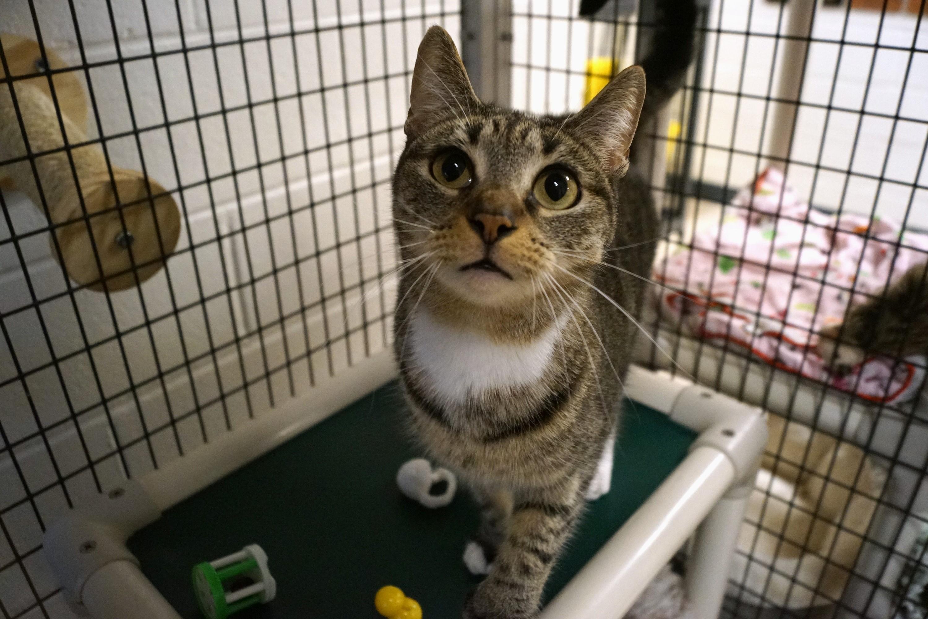 Savannah thumbnail 4