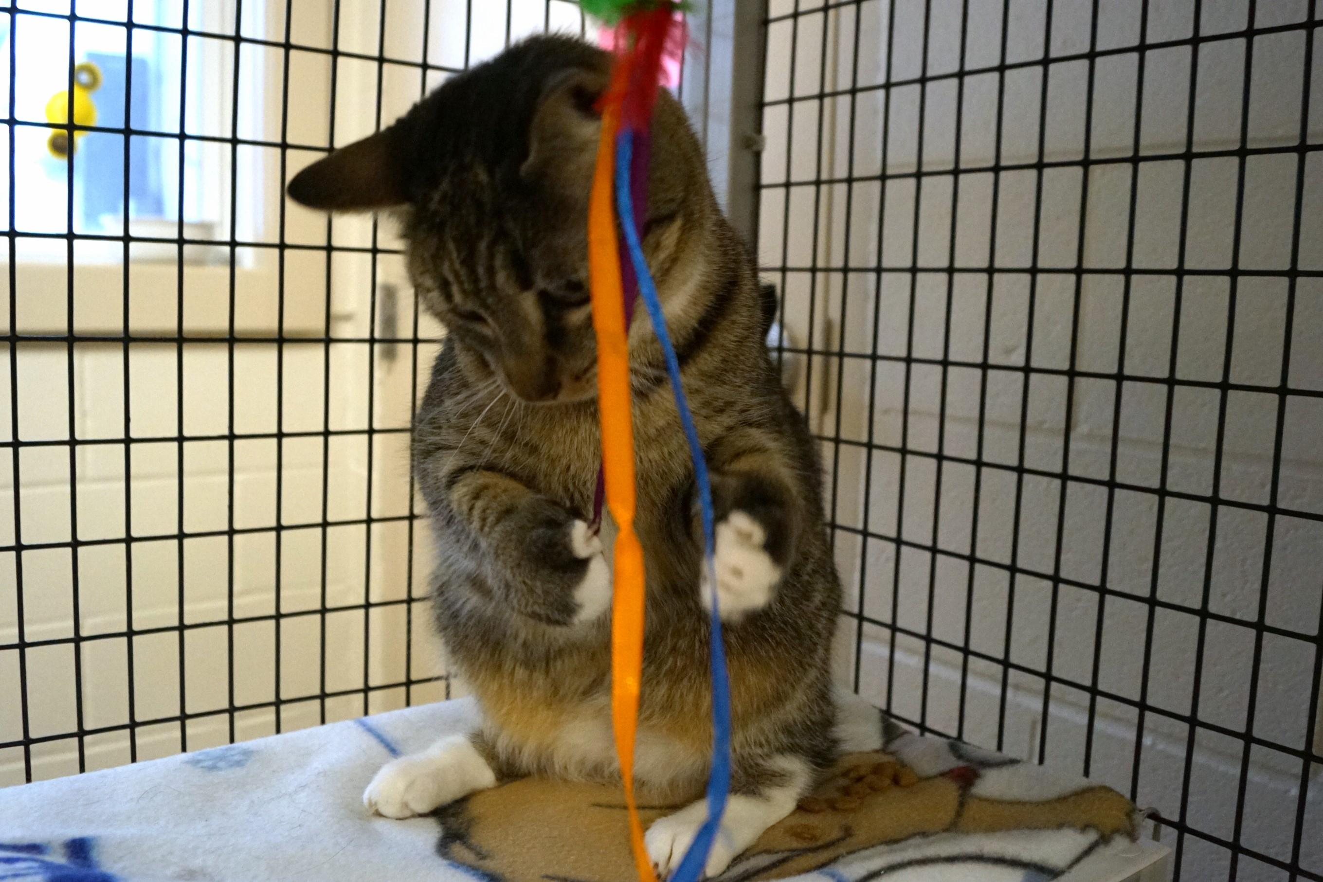 Savannah thumbnail 6