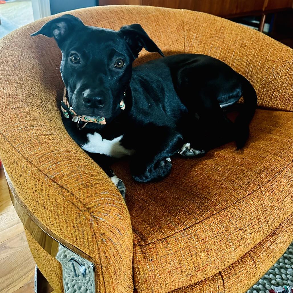 Cello — thumbnail 3