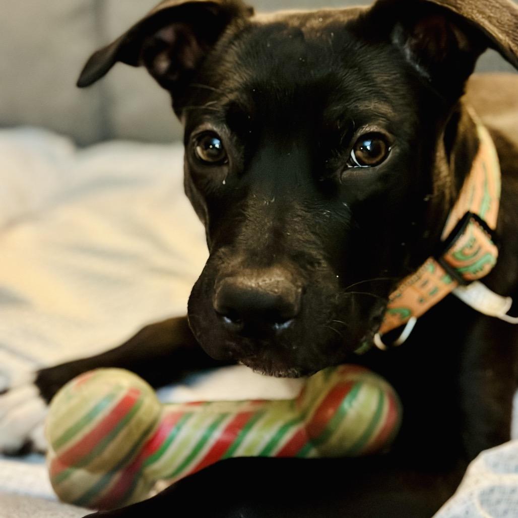 Cello — thumbnail 6