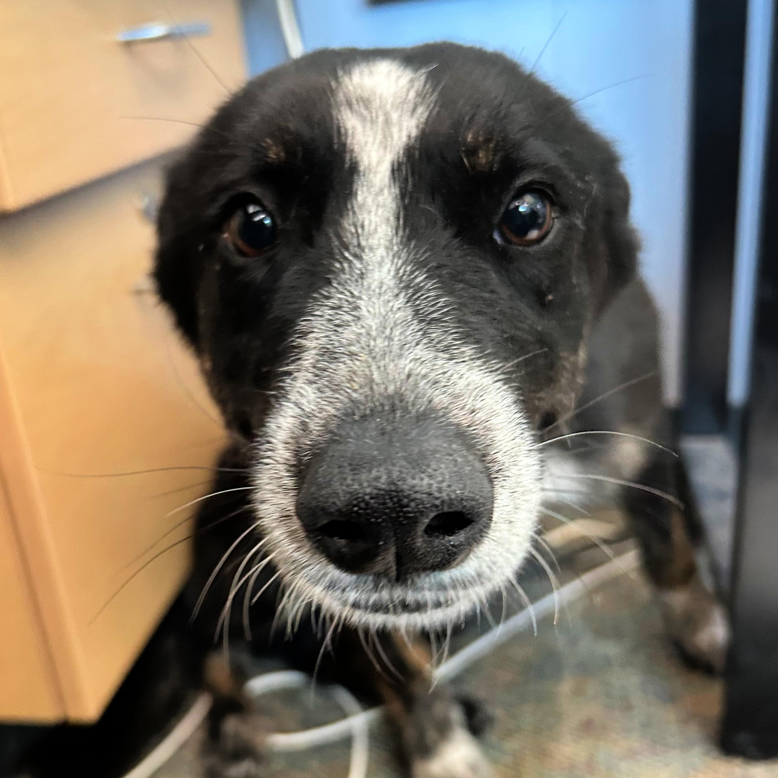 Enlarge Bella, an adopted mixed breed in Lindon, UT image 5/5