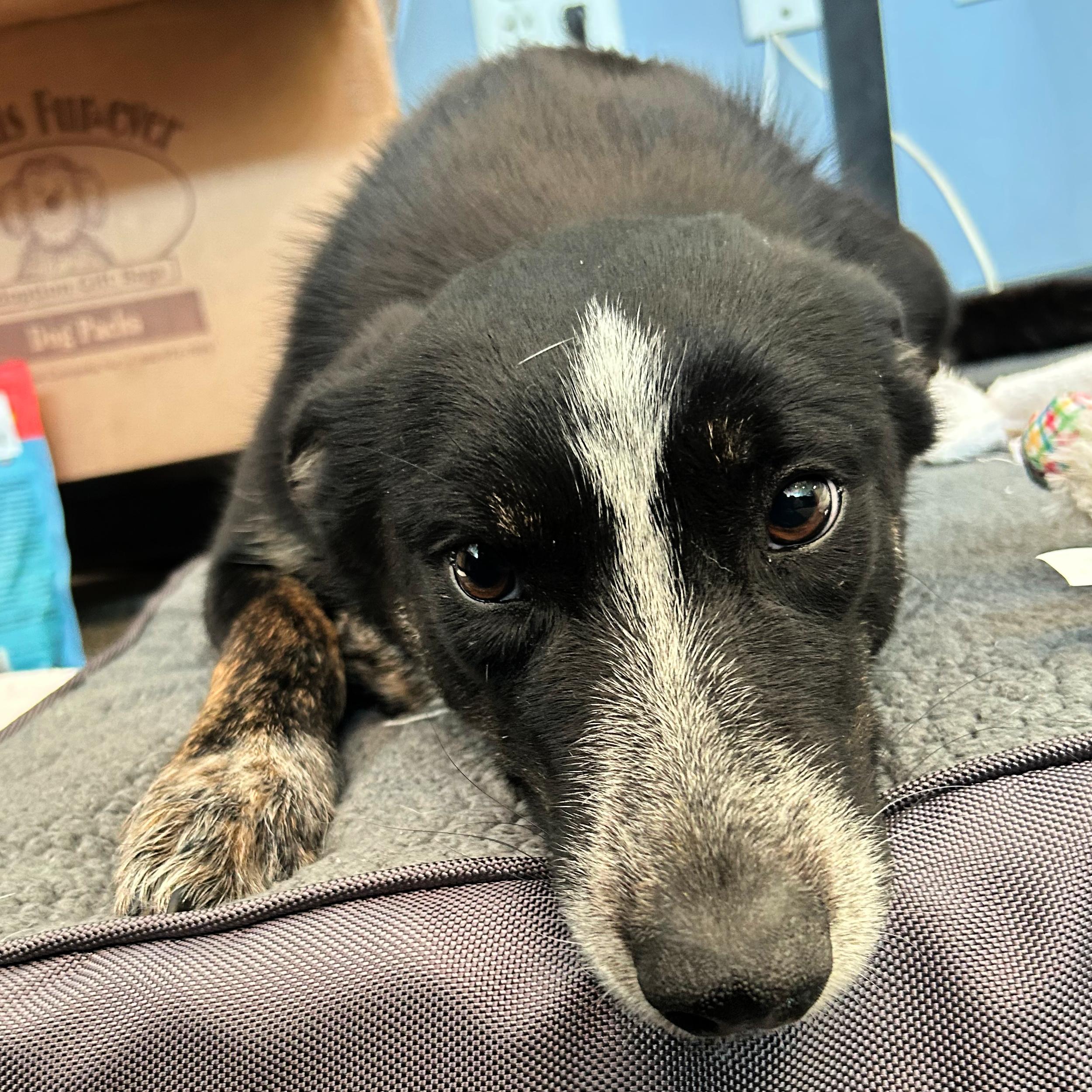 Enlarge Bella, an adopted mixed breed in Lindon, UT image 4/5