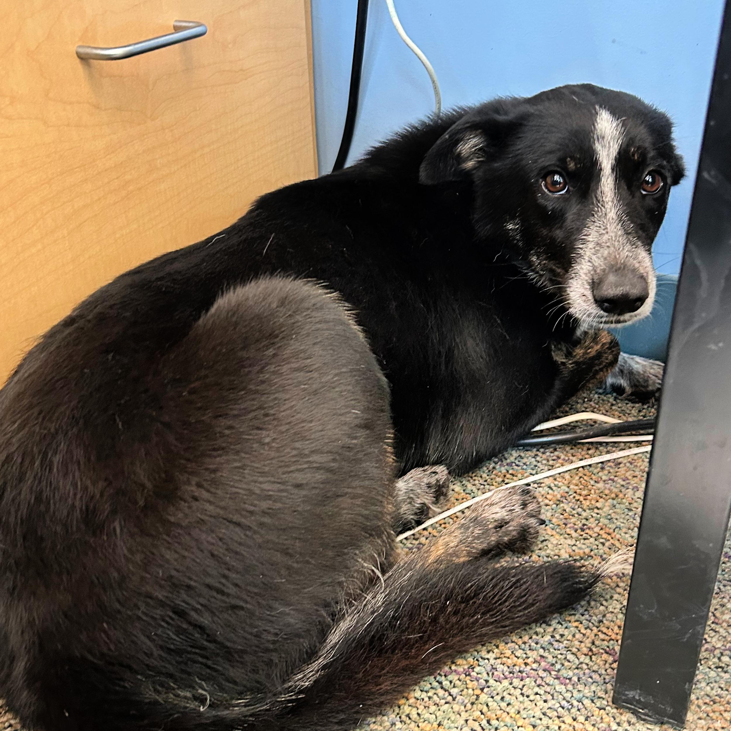 Enlarge Bella, an adopted mixed breed in Lindon, UT image 3/5