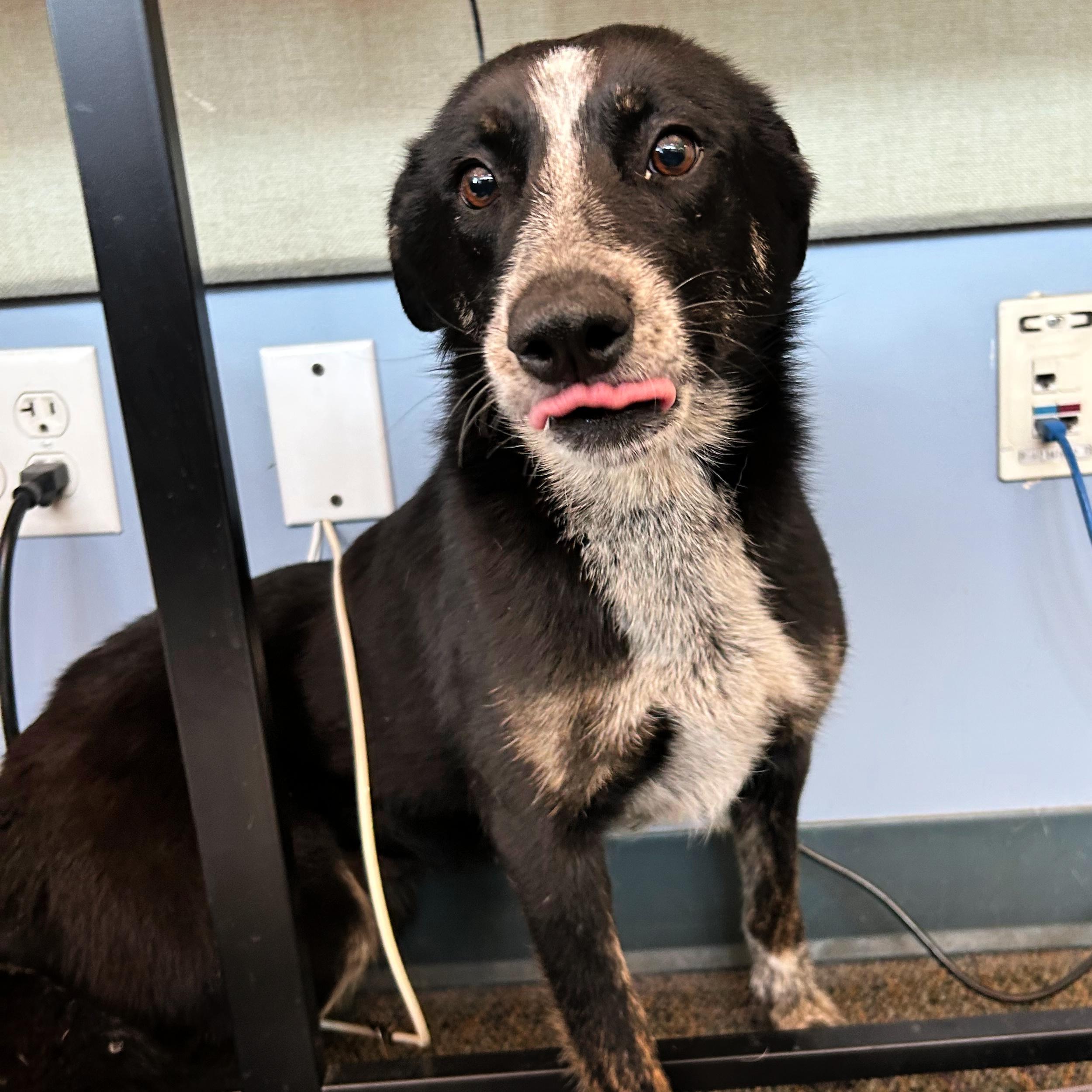 Enlarge Bella, an adopted mixed breed in Lindon, UT image 2/5