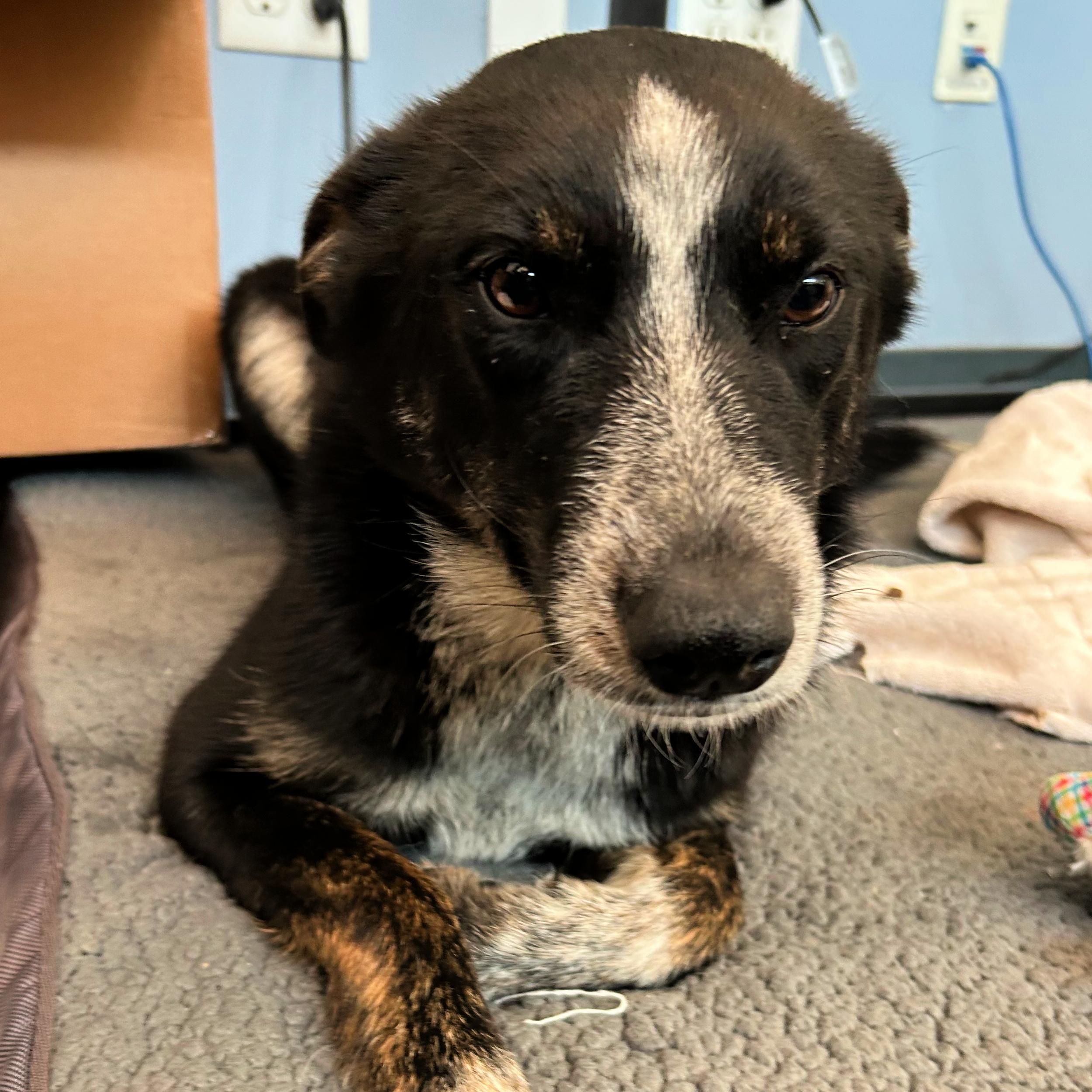 Enlarge Bella, an adopted mixed breed in Lindon, UT image 1/5