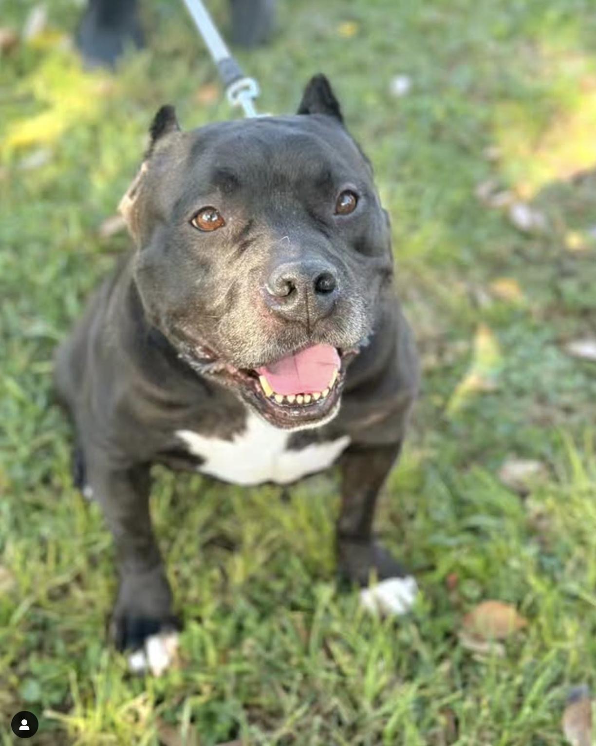 Enlarge Om, a Adoptable American Bully in San Francisco, CA image 1/1