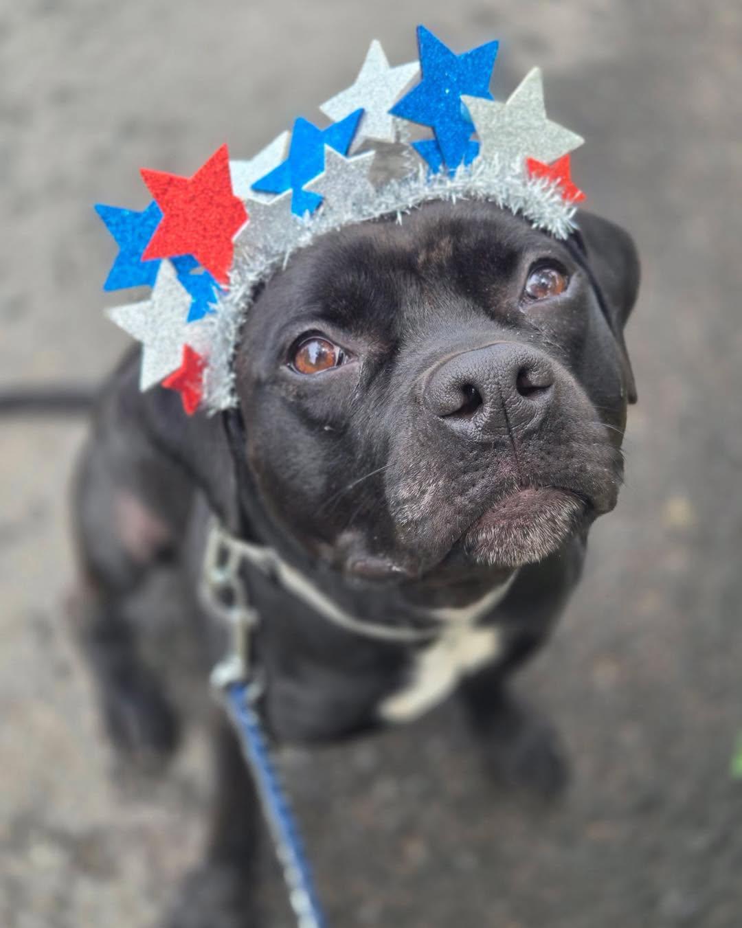 Enlarge Winnie, a Adoptable American Bully in Bloomfield, NJ image 1/6