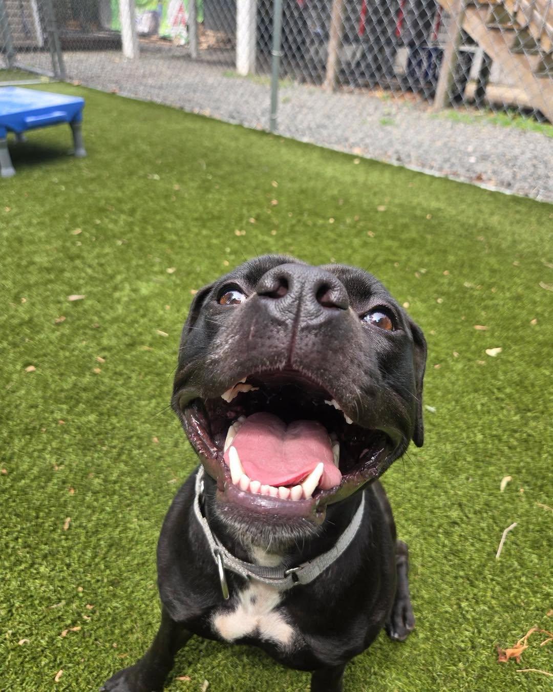 Enlarge Winnie, a Adoptable American Bully in Bloomfield, NJ image 5/6