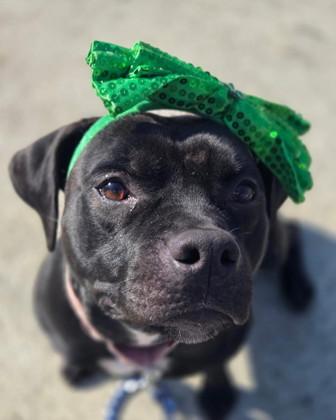 Enlarge Winnie, a Adoptable American Bully in Bloomfield, NJ image 1/6