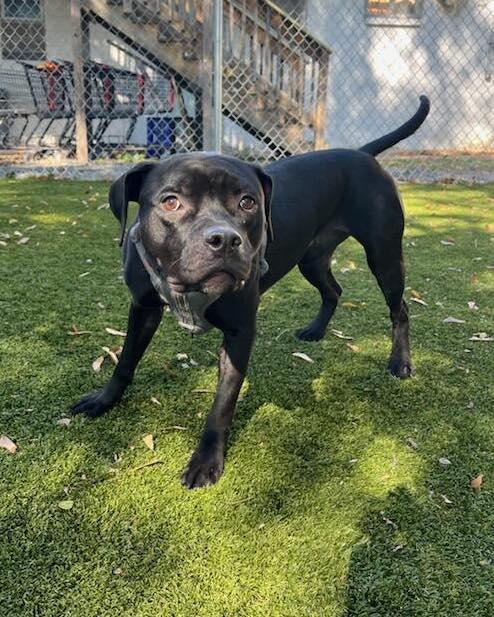 Winnie, Adoptable, Adult Female American Bully.