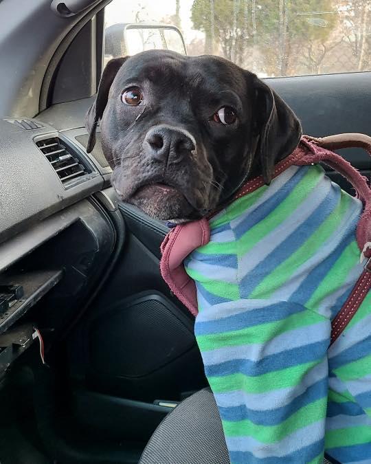 Enlarge Winnie, a Adoptable American Bully in Bloomfield, NJ image 2/6