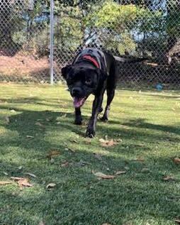 Winnie, a Adoptable American Bully in Bloomfield, NJ image 2/6