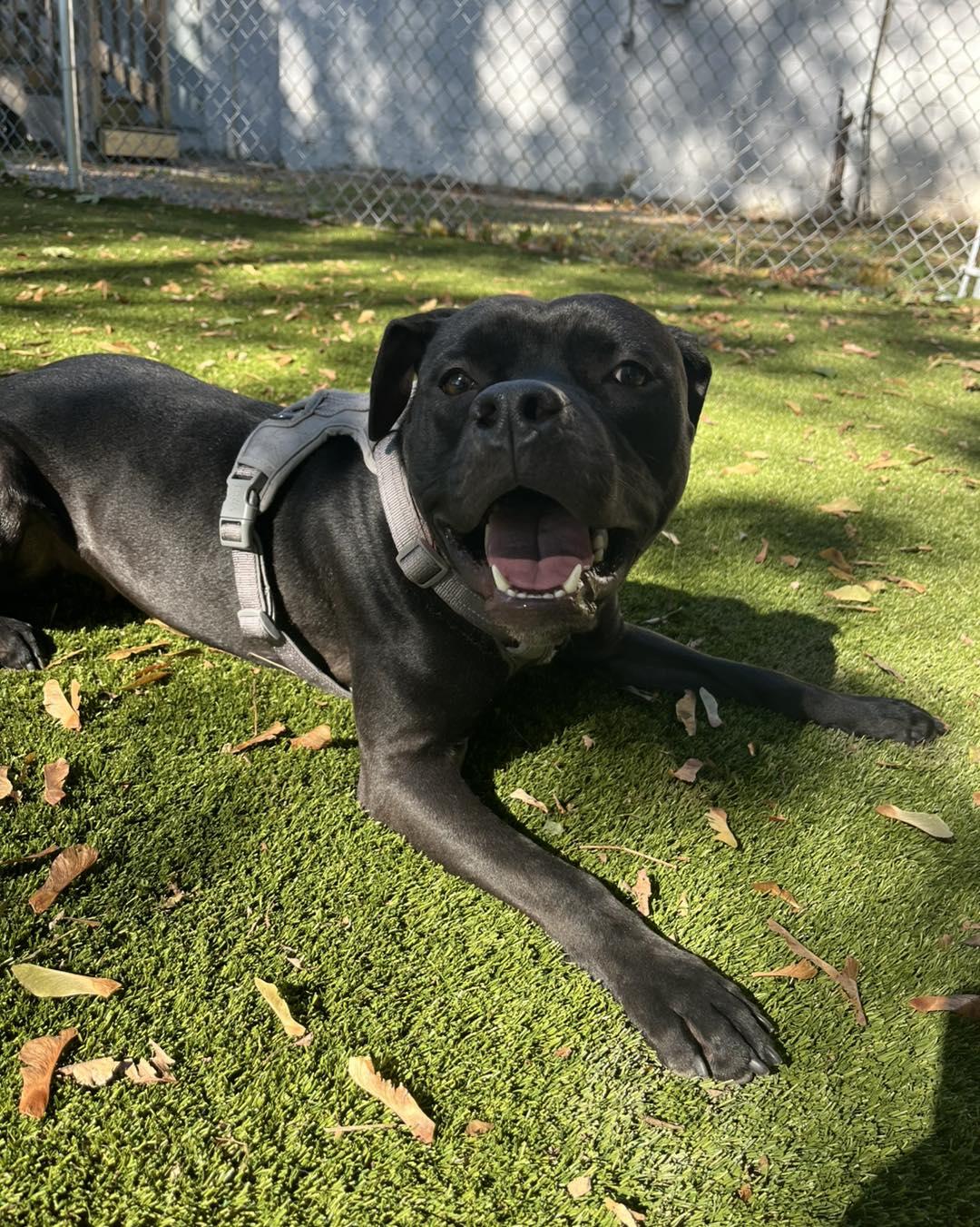 Winnie, a Adoptable American Bully in Bloomfield, NJ image 3/6