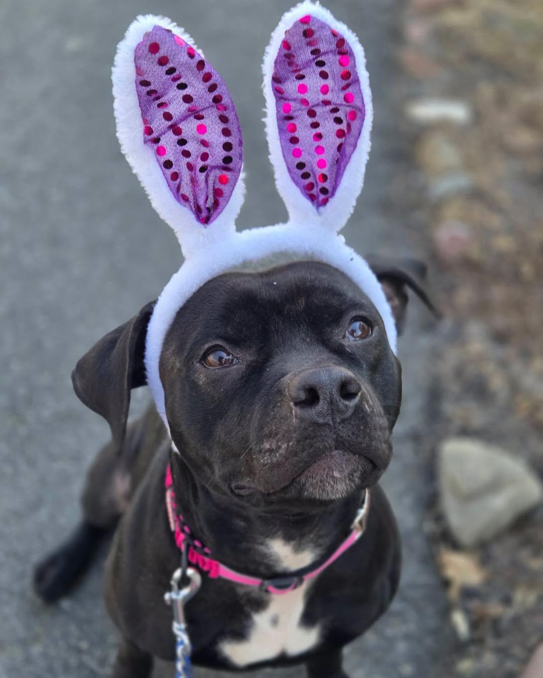Winnie, Adoptable, Adult Female American Bully.