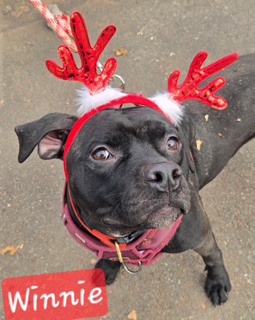 Enlarge Winnie, a Adoptable American Bully in Bloomfield, NJ image 2/6