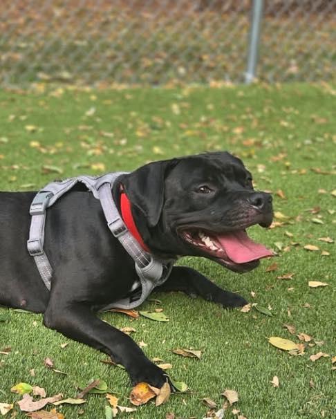 Winnie, a Adoptable American Bully in Bloomfield, NJ image 4/6