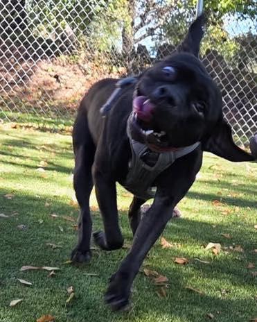 Winnie, a Adoptable American Bully in Bloomfield, NJ image 5/6