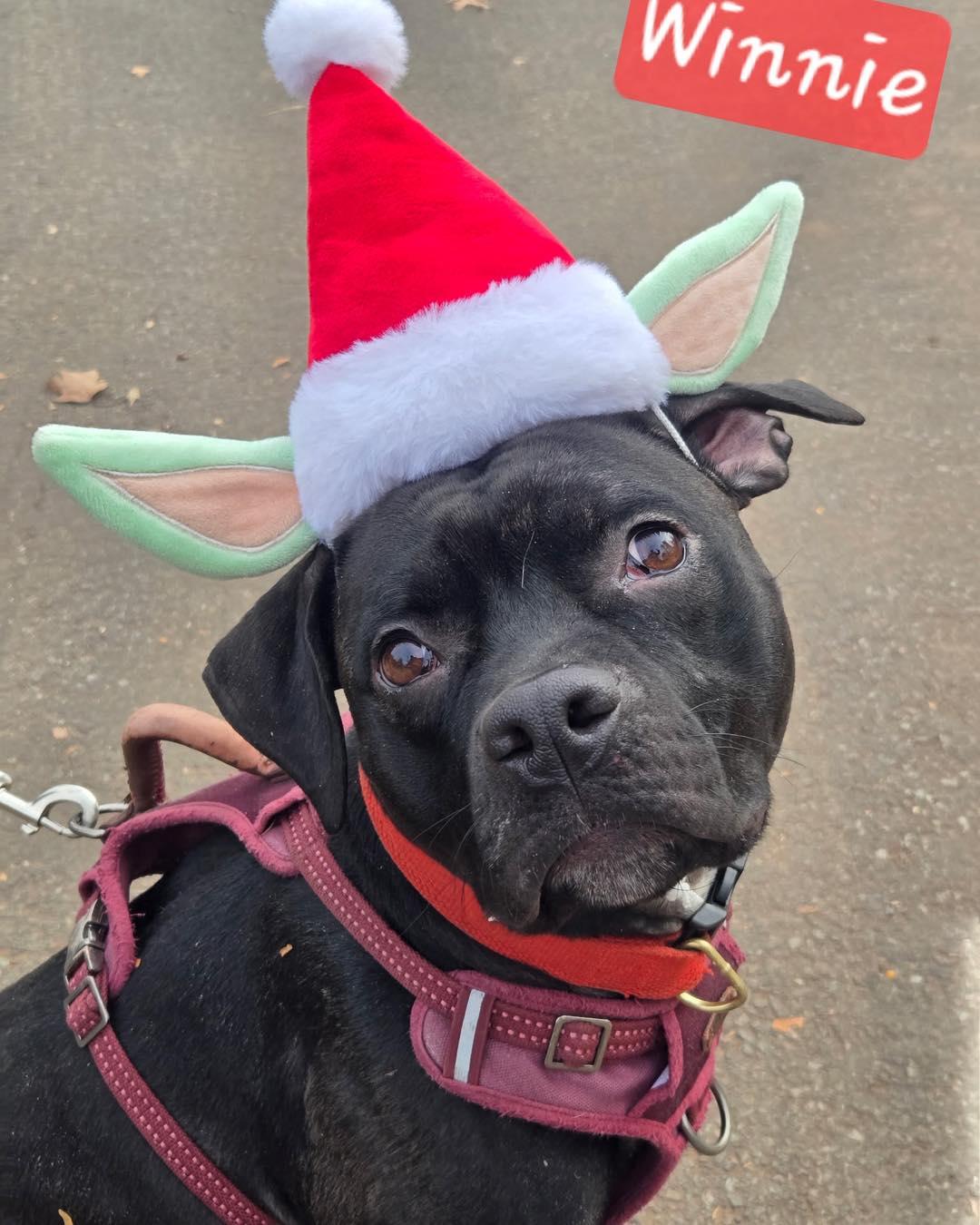 Winnie, Adoptable, Adult Female American Bully.