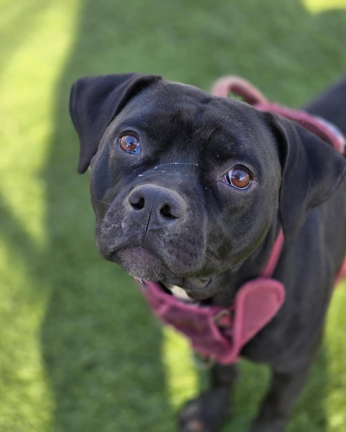 Enlarge Winnie, a Adoptable American Bully in Bloomfield, NJ image 5/6