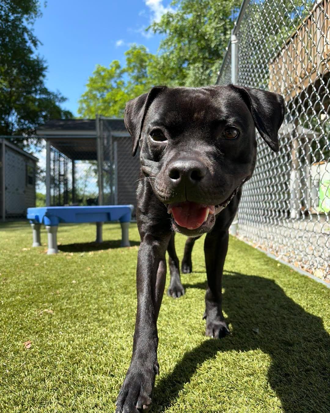 Enlarge Winnie, a Adoptable American Bully in Bloomfield, NJ image 2/6