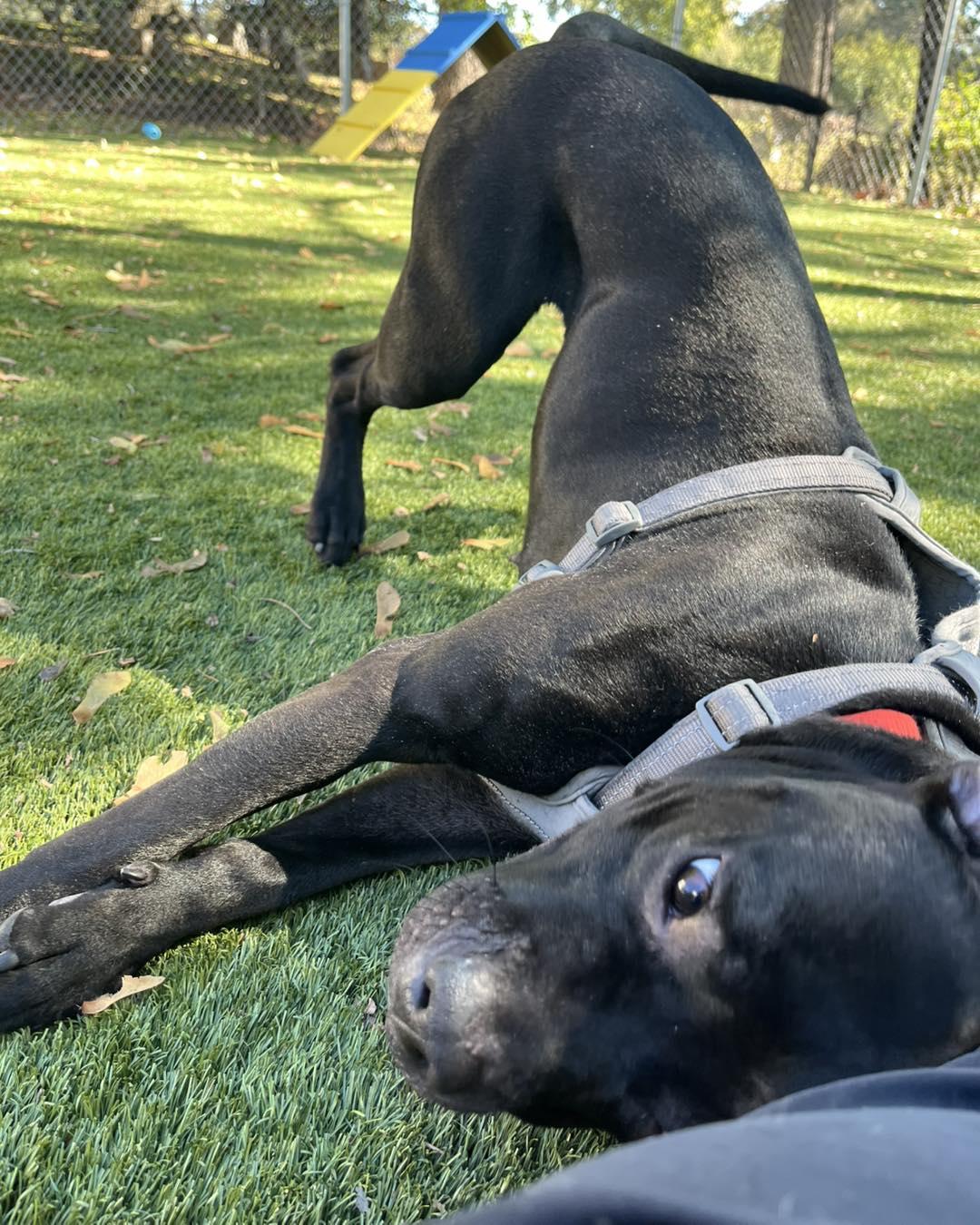 Winnie, a Adoptable American Bully in Bloomfield, NJ image 6/6