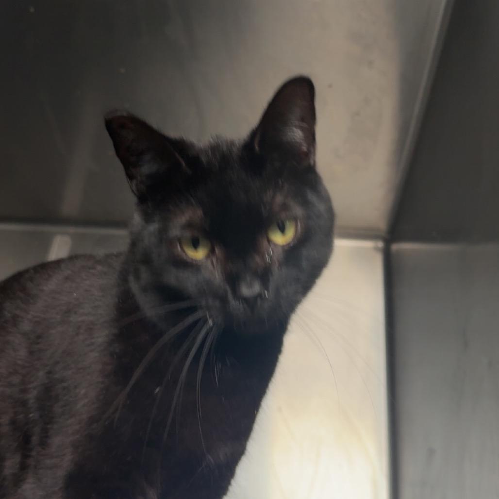 Batman, a Adoptable Domestic Short Hair in Blair, WI image 4/6