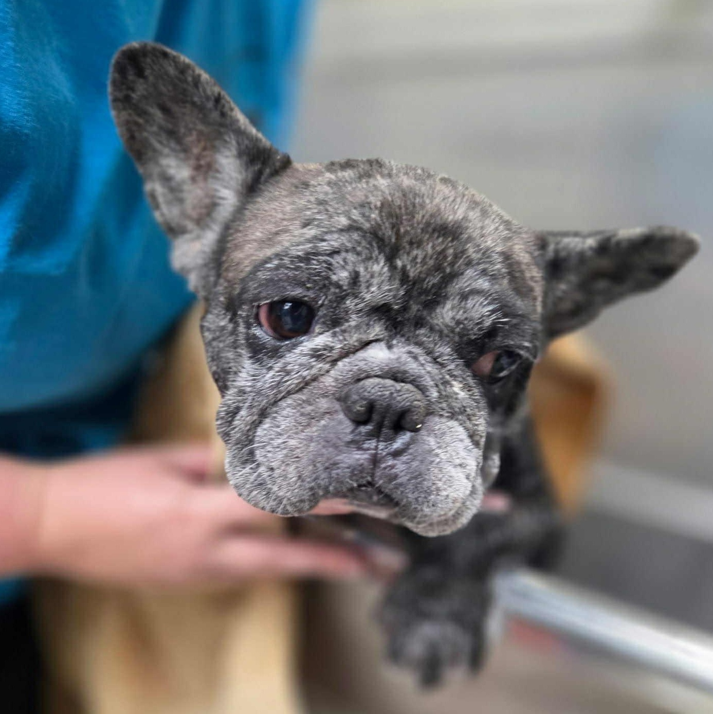 Scooby Roo, Adoptable, Adult Female French Bulldog.