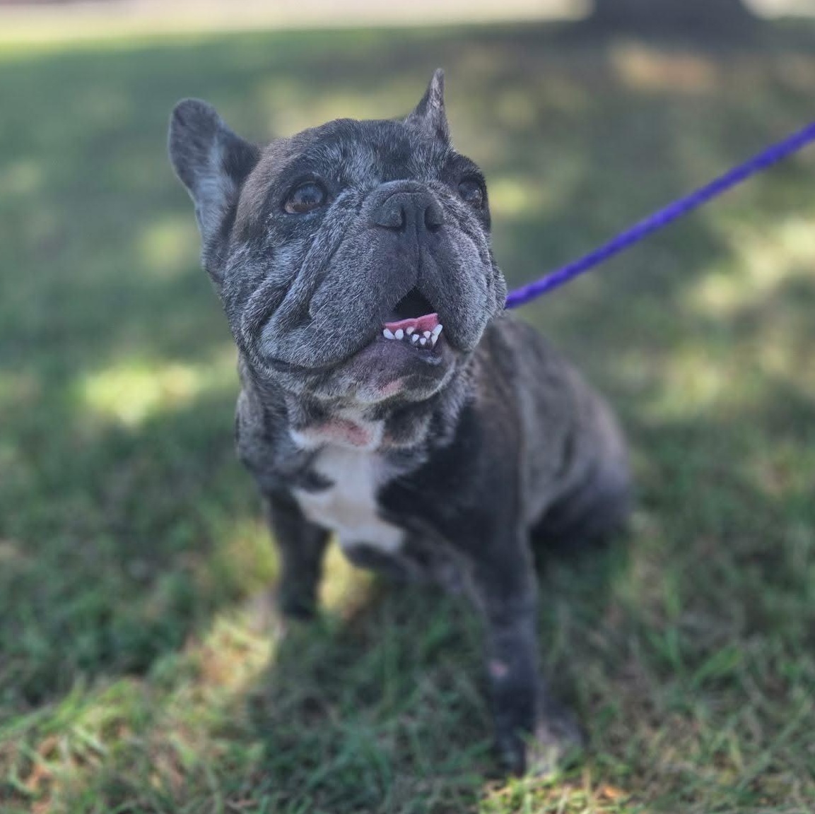 Scooby Roo, a Adoptable French Bulldog in Austin, TX image 2/3